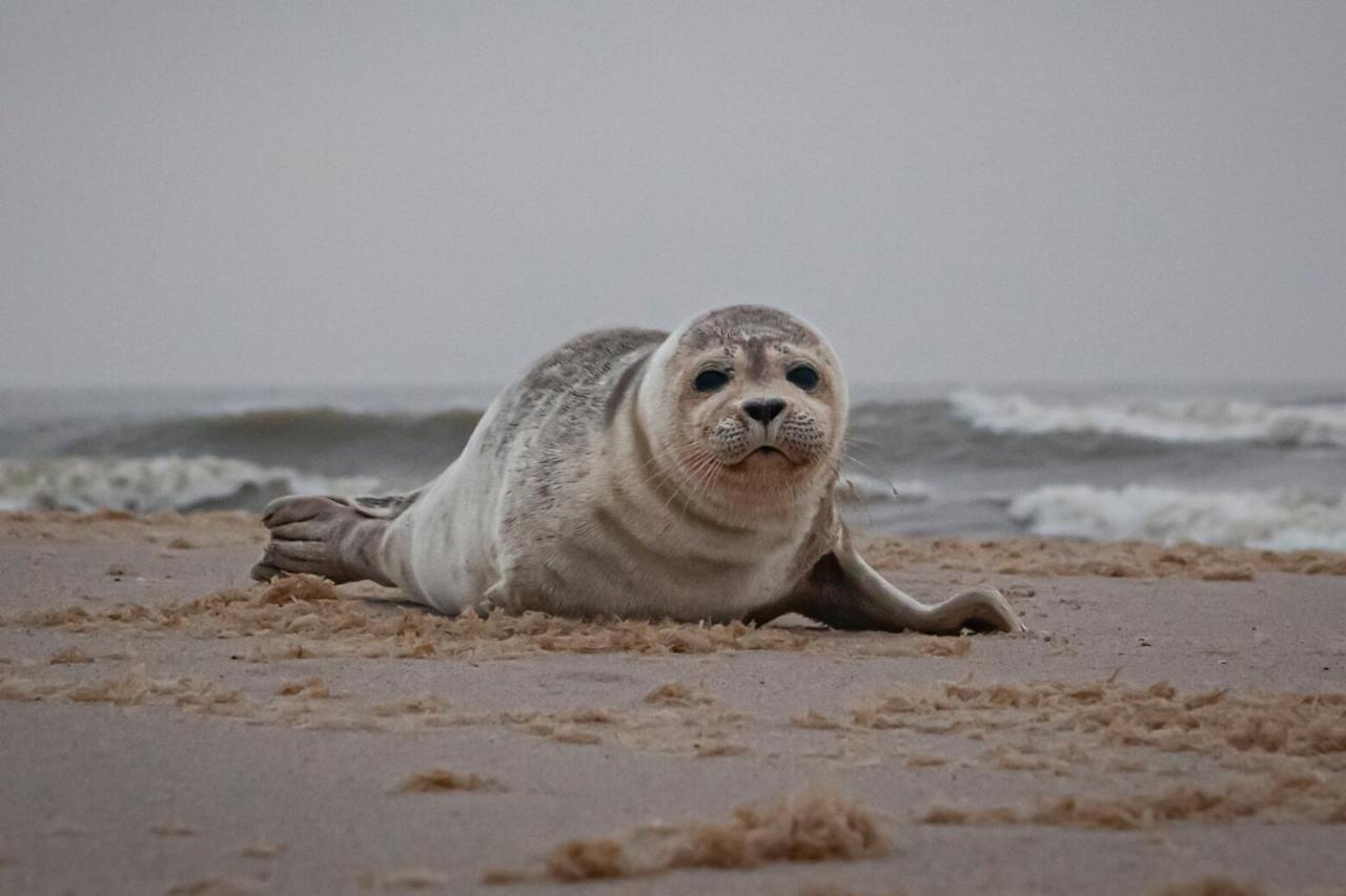 Strandhotel Camperduin Schoorl Luaran gambar